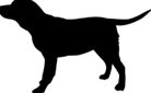 animal47
